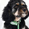 Snoot Style Padded Neoprene Dog Collar.