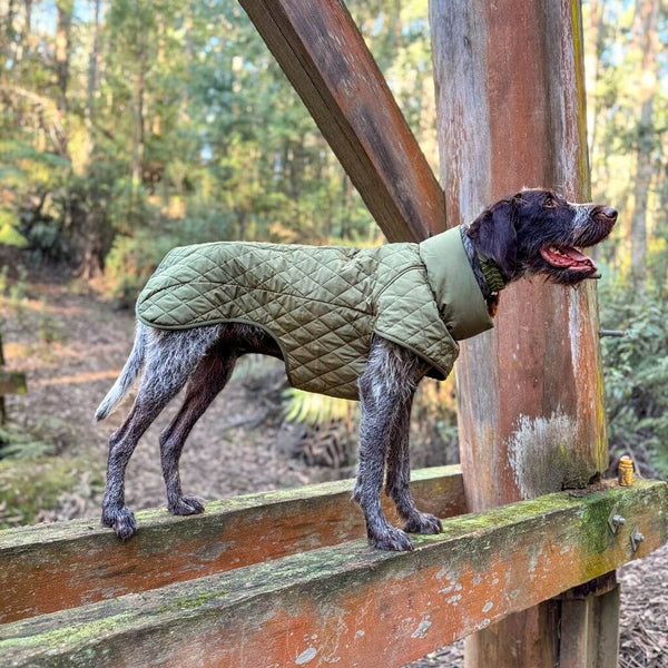 Quilted winter dog coat for large dogs Snoot Style.