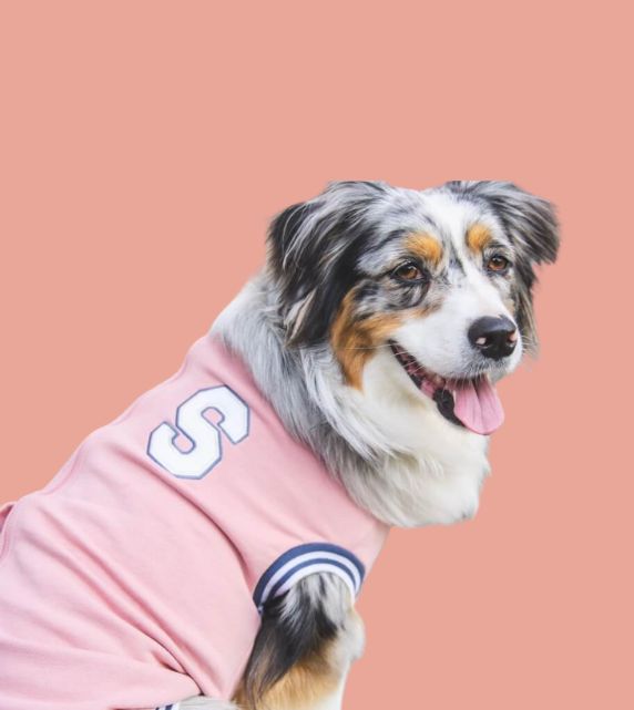 Snoot Style Dog Sweaters