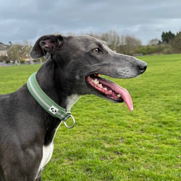 Snoot Style Martingale Dog Collar.