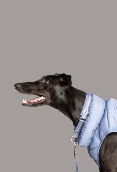 Best Fitting Dog Coats Snoot Style.