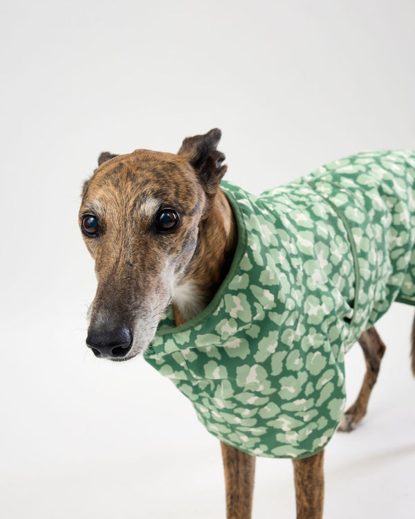 Greyhound wearing a green patterned dog raincoat on a white background