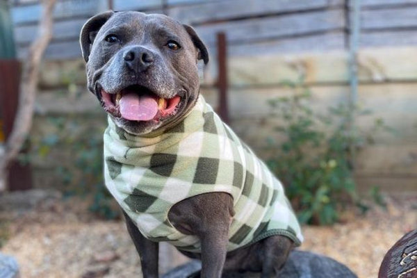 Snoot Style Quality Dog Coats