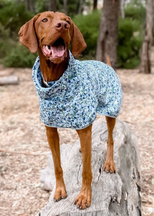 Best coats for top vizslas