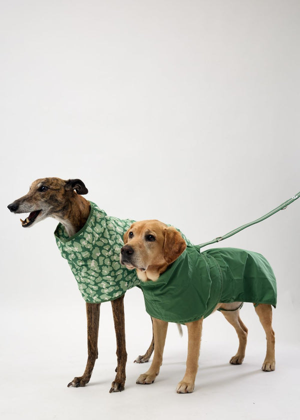 Two dogs wearing green raincoats on a white background