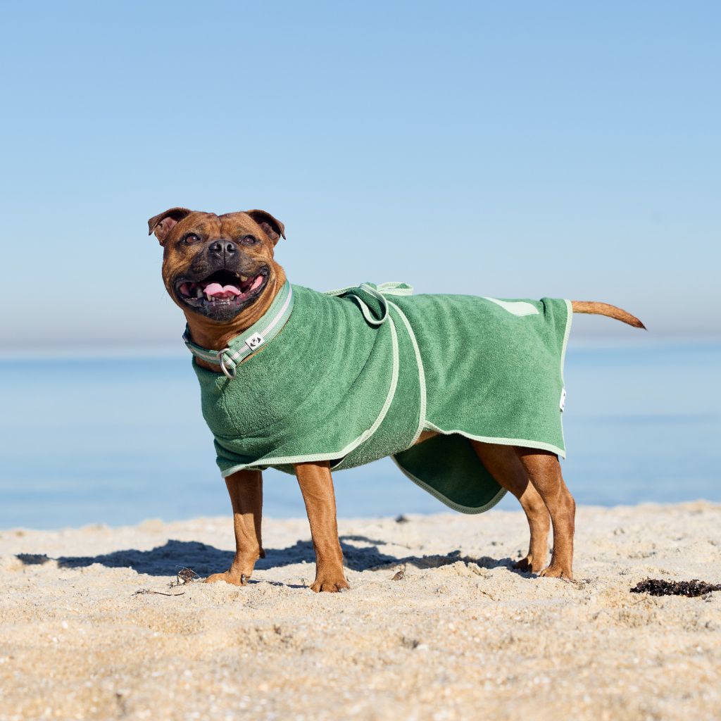 Dog wearing a green towel on a sandy beach with clear blue sky