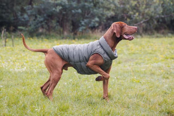 Snoot Style Dog Coats