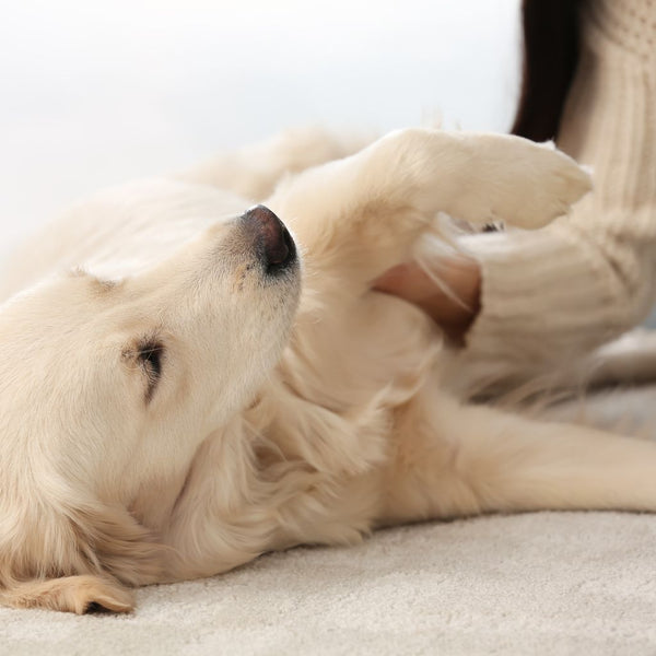 A dog enjoying a massage