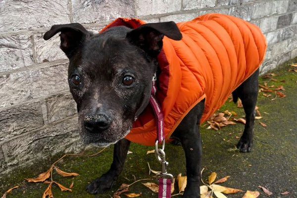 Dog wearing an orange dog puffer jacket standing on a pavement with a stone wall in the background