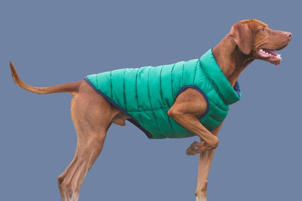 Snoot Style Dog Puffer Jacket.