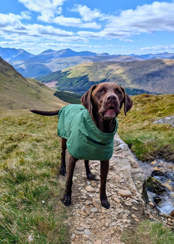 Dog in a green dog raincoat standing on a mountain path with mountains in the background