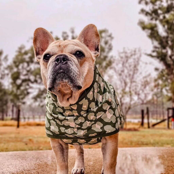 Snoot Style Dog Raincoat Small Dog