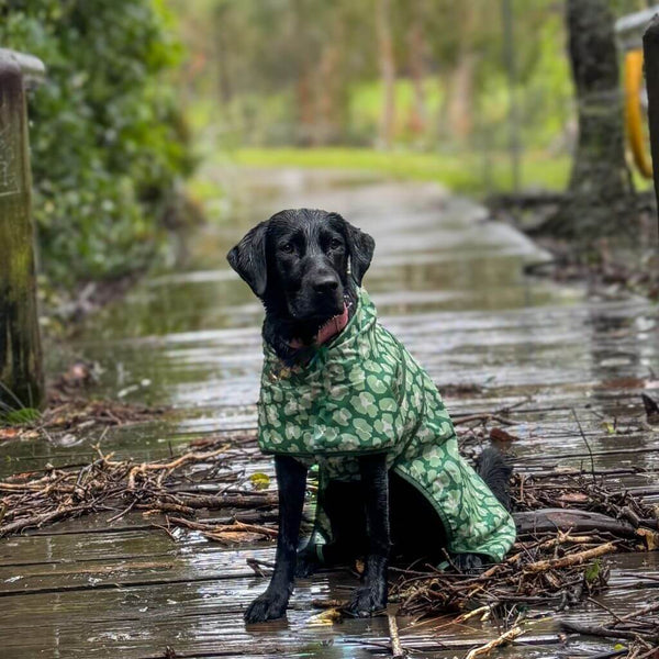 Snoot Style Dog Raincoat Large Dog