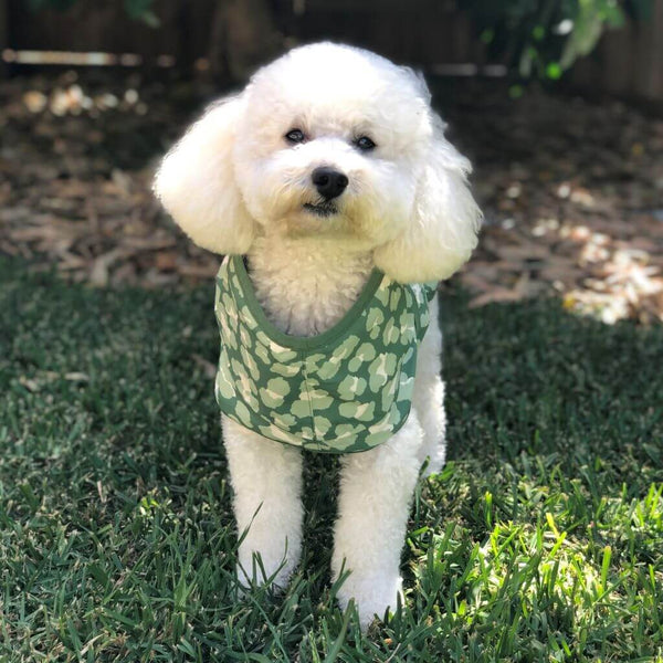 Snoot Style Dog Raincoat Xtra Small Dog