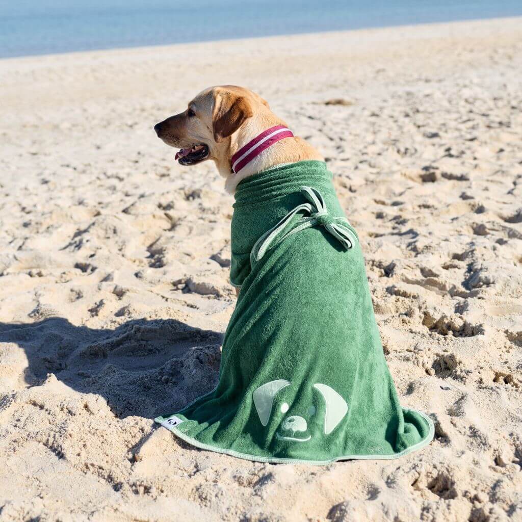Dog wrapped in a green towel on a sandy beach