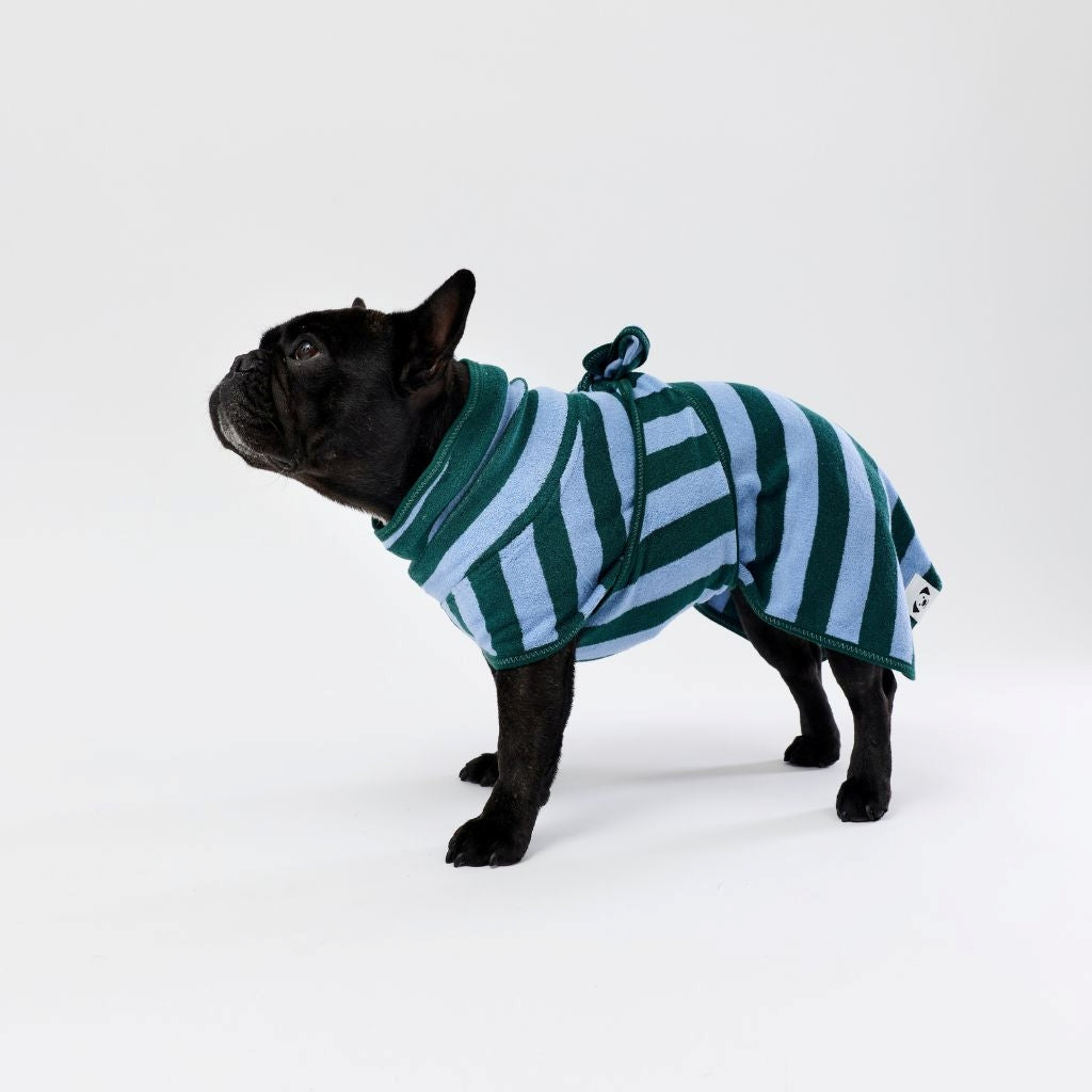 A black French Bulldog wearing a green and light blue striped dog towel robe, standing against a plain white studio background.
