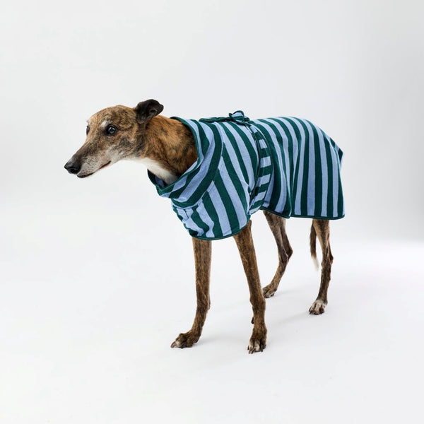 A greyhound dog wearing a green and light blue vertically striped dog towel robe, standing against a plain white studio background.