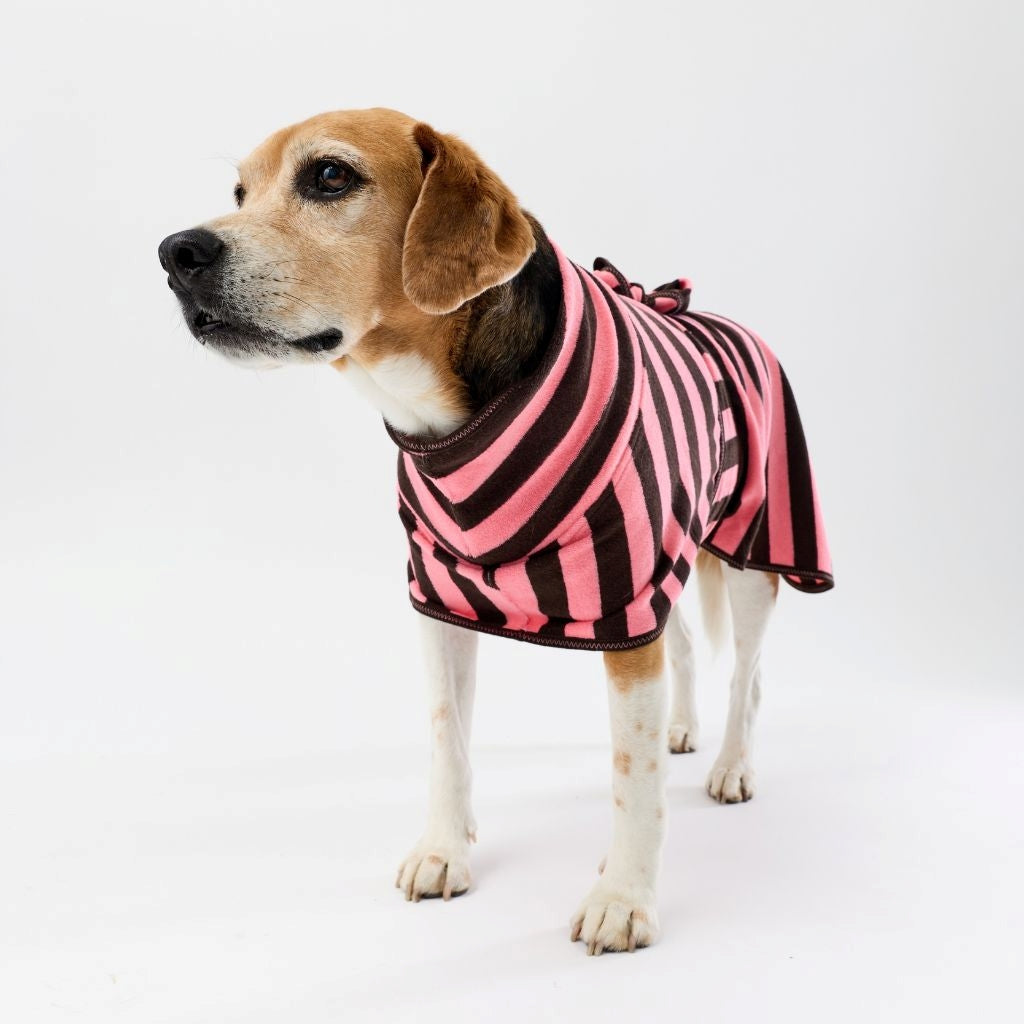 A beagle dog wearing a pink and chocolate striped dog towel robe standing against a plain white studio background.