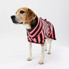 A beagle dog wearing a pink and chocolate striped dog towel robe standing against a plain white studio background.