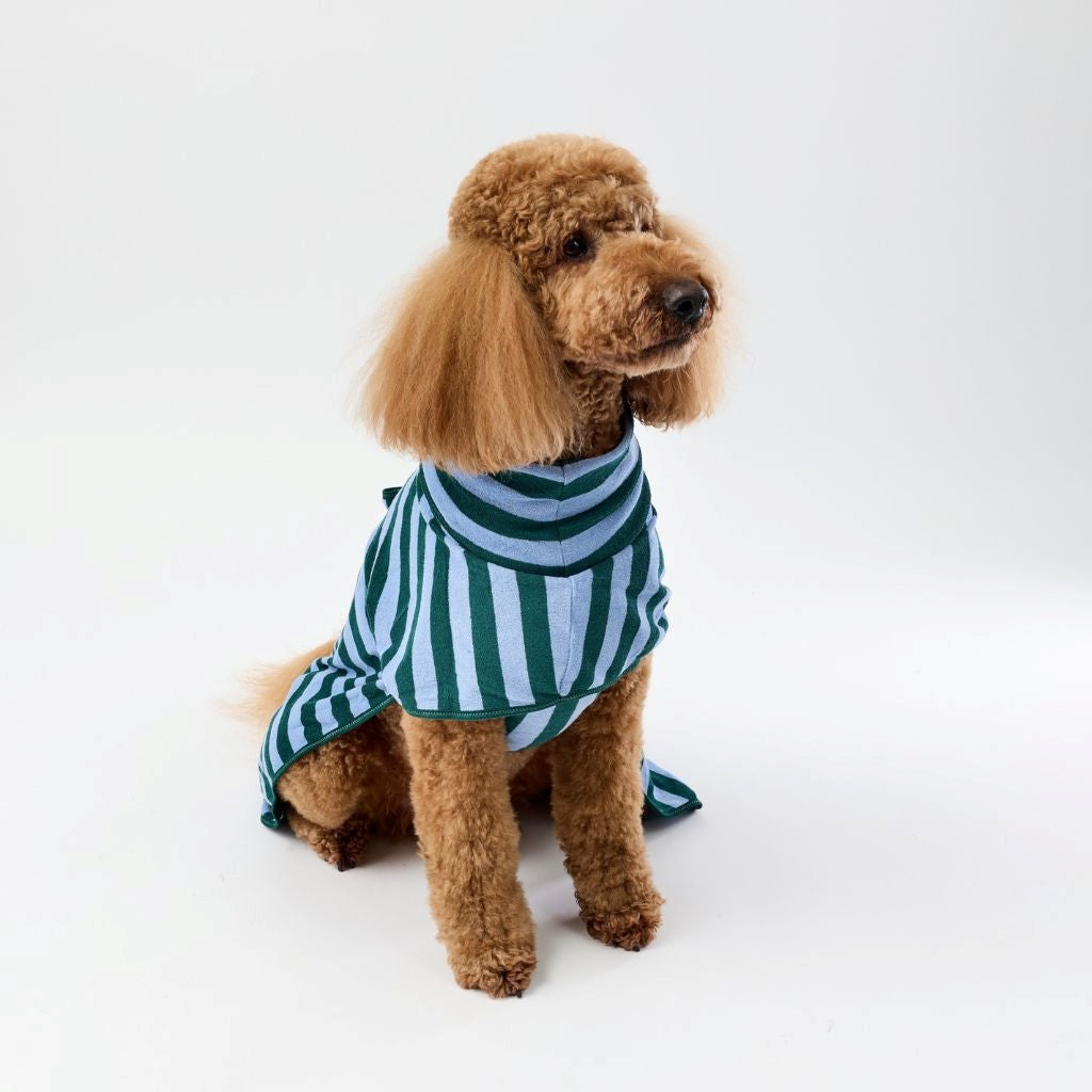 A large brown poodle wearing a green and blue striped dog towel robe, sitting against a plain white studio background.