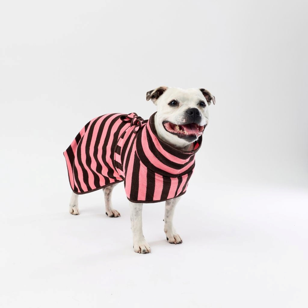 A white dog wearing a pink and chocolate striped dog towel robe, standing against a seamless white studio background.