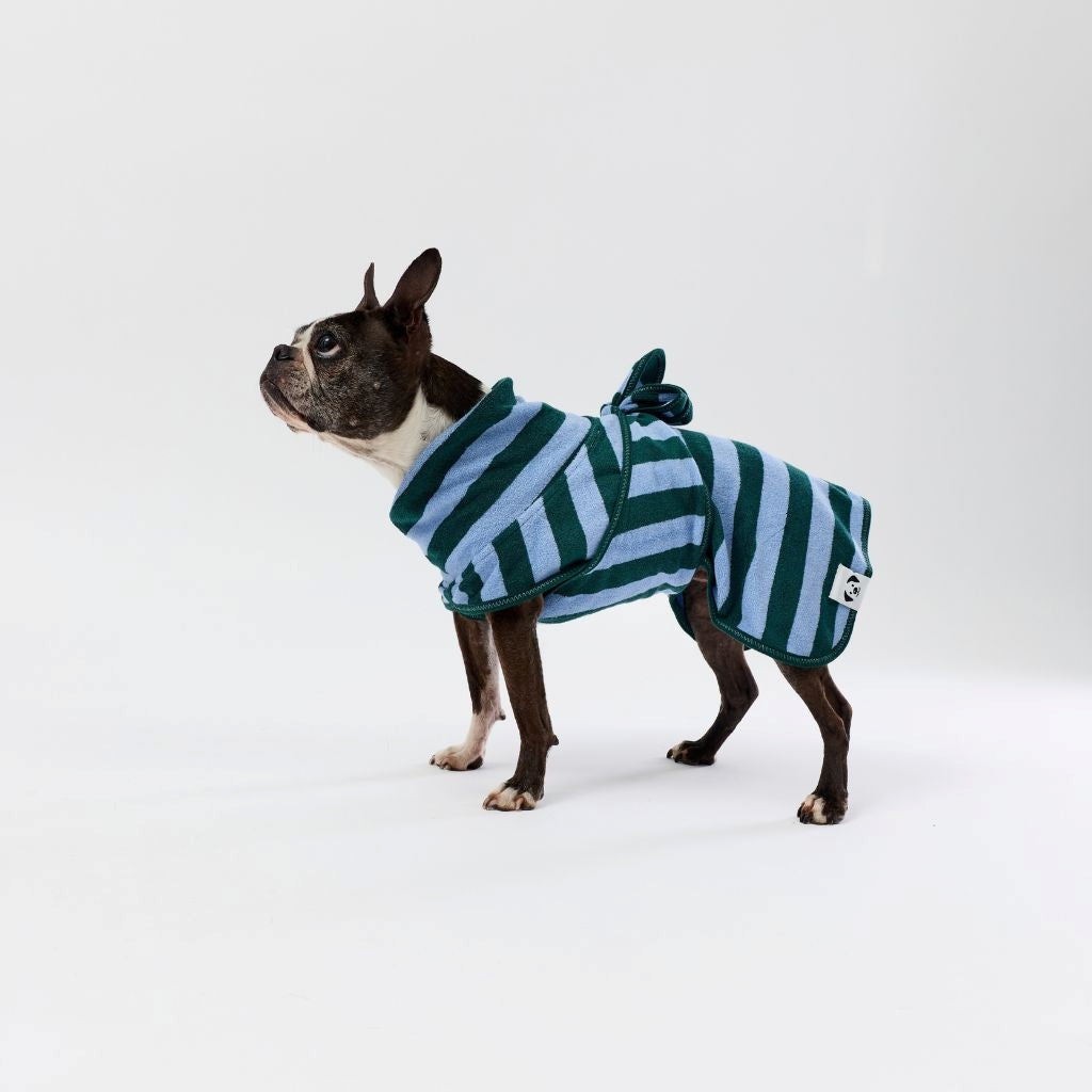 A Boston Terrier dog wearing a green and light blue striped dog towel robe, standing against a seamless white studio background.