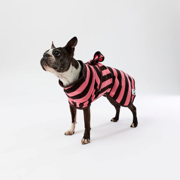 A Boston Terrier dog wearing a pink and chocolate striped tie back dog towel robe standing against a seamless white studio background.