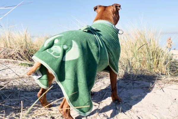 Dog wrapped in a green dog towel robe on a sandy beach