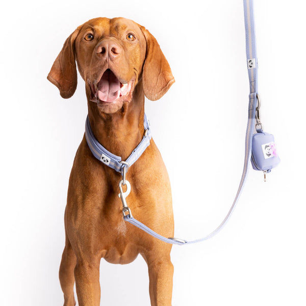 Snoot Style matching dog collar and dog lead.