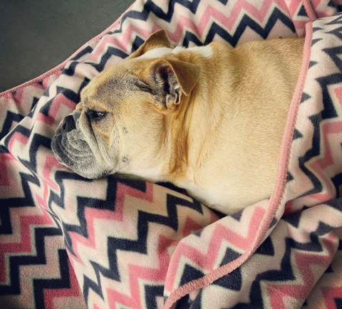 A bulldog sleeping in a Snoot Style Fleece Dog Blanket
