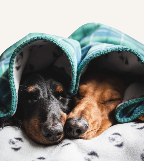 Two dogs cuddled under a Snoot Style fleece dog blanket.