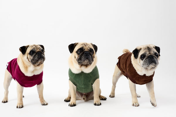 Three pugs wearing Snoot Style Fleece coats on a white background.
