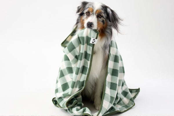Dog wrapped in a green and white checkered dog blanket on a white background