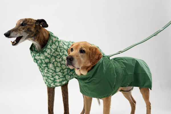 Two dogs wearing green dog raincoats on a white background