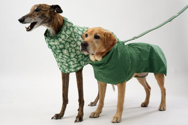 Two dogs wearing lightweight dog raincoats on a white background