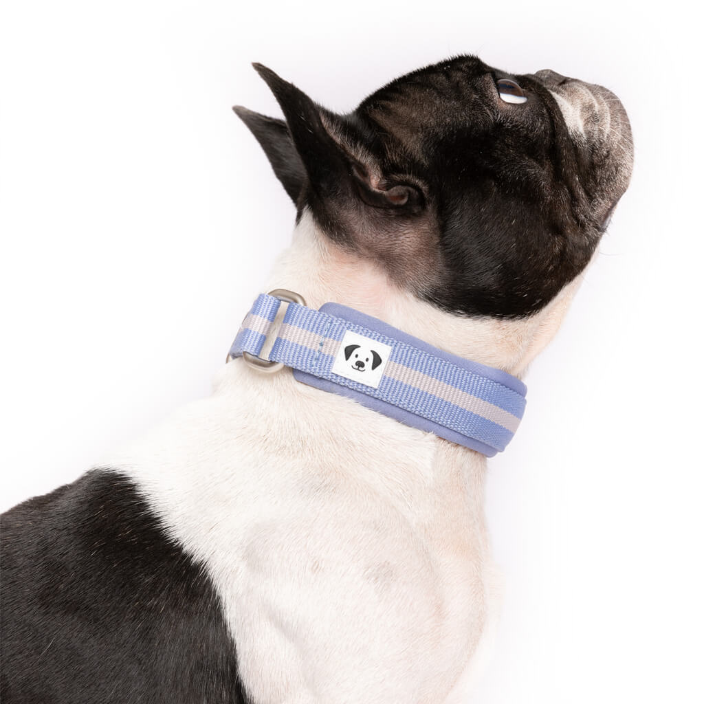 Snoot Style Padded Martingale Dog Collar.