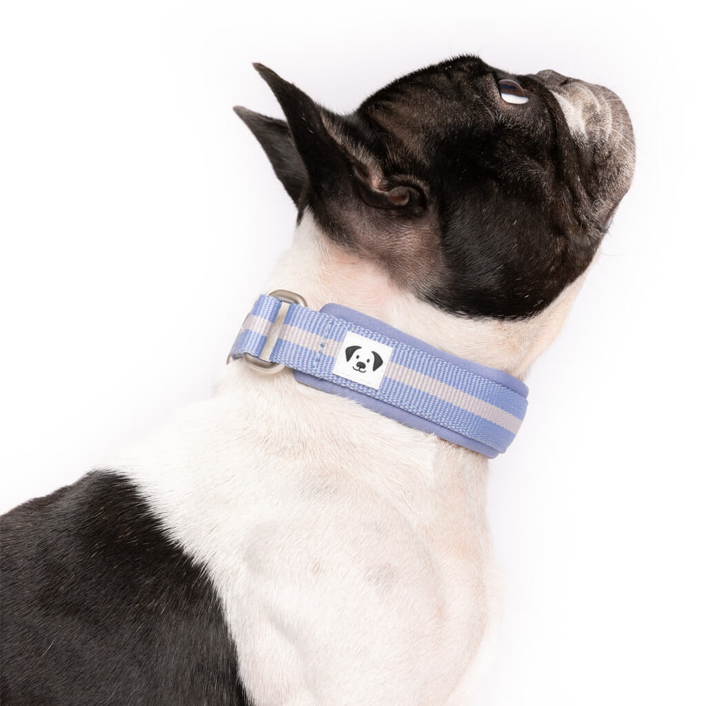 Snoot Style padded dog collar.