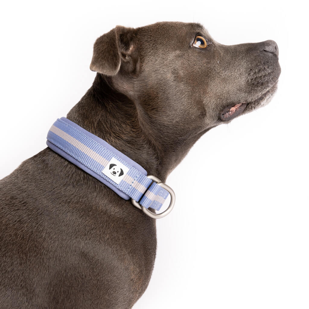 Snoot Style Padded Slip-On Dog Collar.