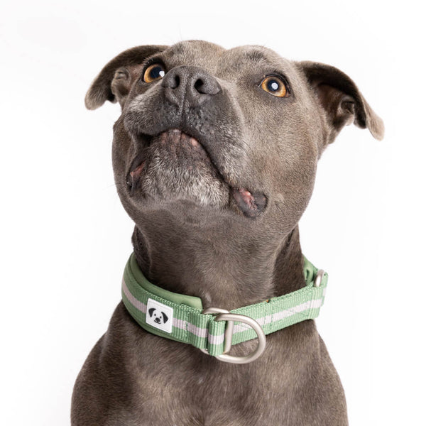 Blue Staffy wearing the Snoot Style Martingale Collar.