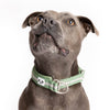 Snoot Style padded neoprene dog collar.