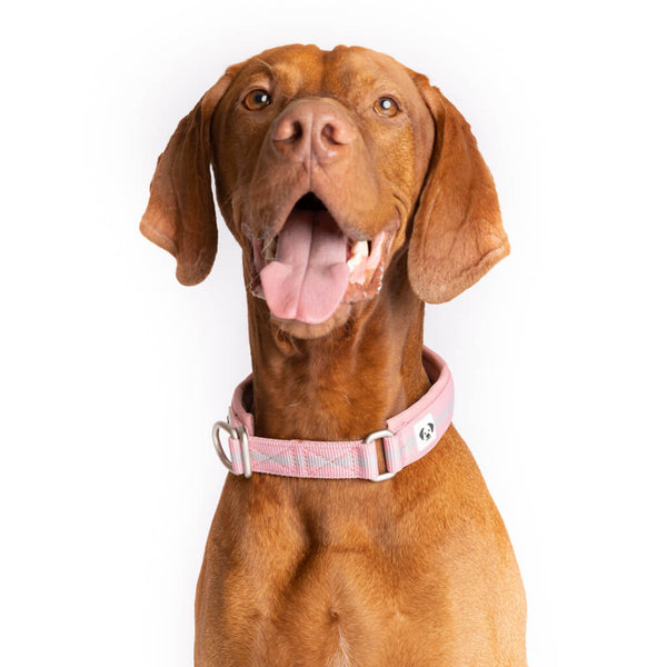 Snoot Style Martingale Style Collar