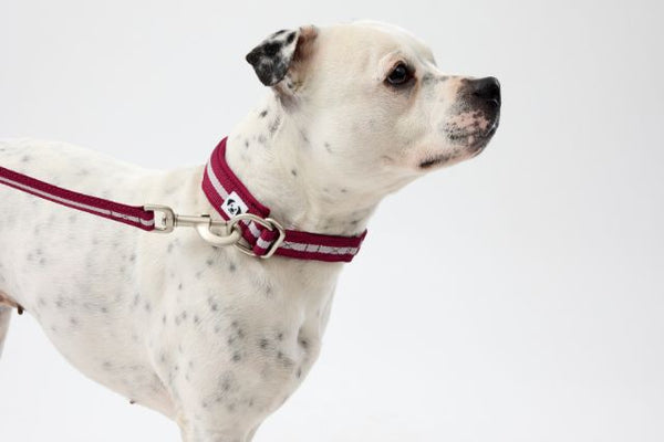 Snoot Style Martingale Dog Collar