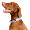 Snoot Style martingale dog collar.