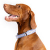 Snoot Style Padded Martingale Dog Collar.
