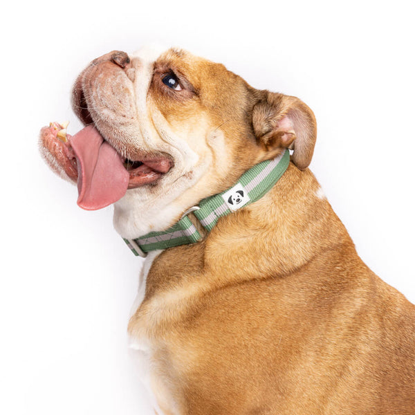 Bulldog wearing a green Snoot Style Martingale Collar.
