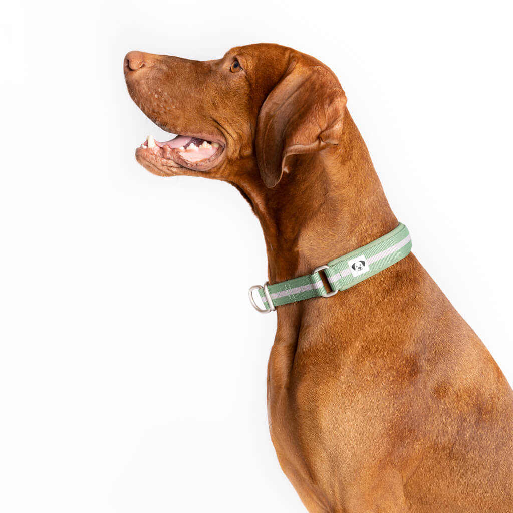 Snoot Style Martingale Collar in green.