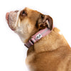 Snoot Style neoprene martingale dog collar.