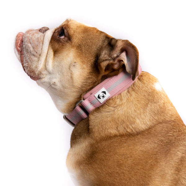 Bulldog wearing the Snoot Style pink Martingale Collar.
