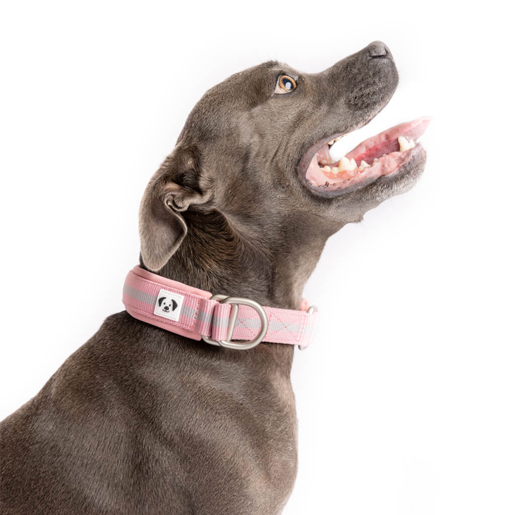 Staffy wearing a pink Snoot Style slip on collar.