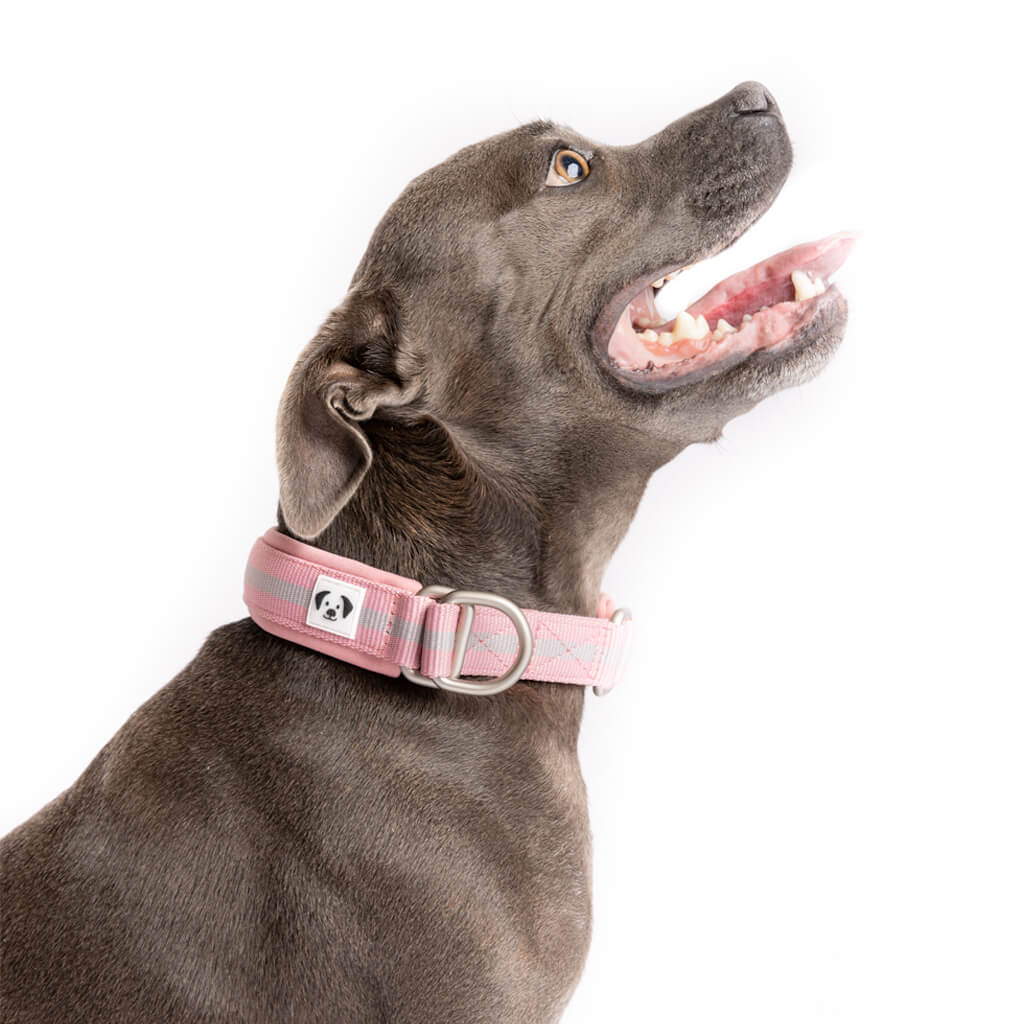 Snoot Style slip on dog collar.